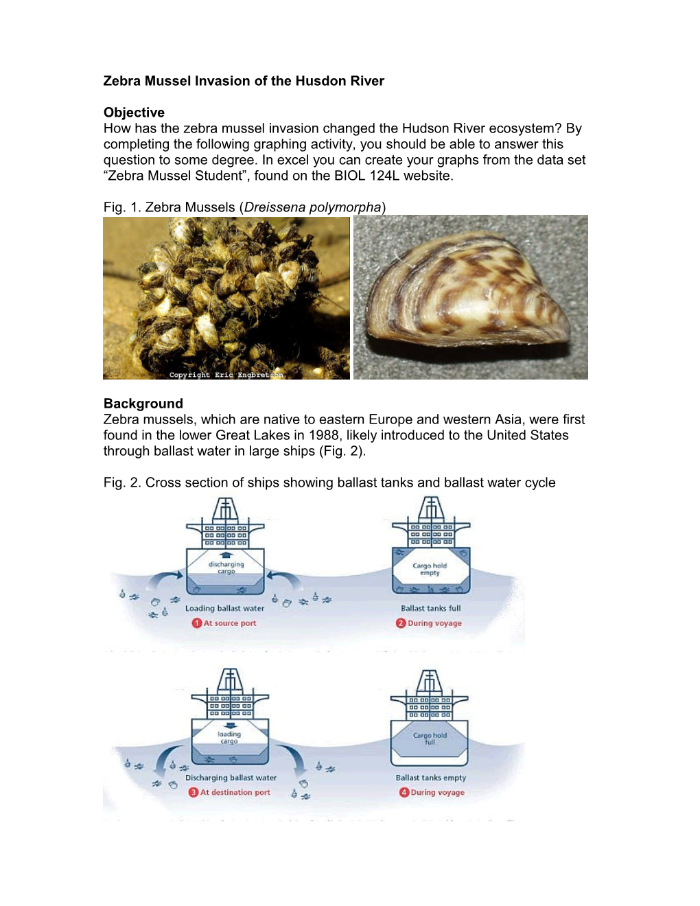 Zebra Mussel Graphing