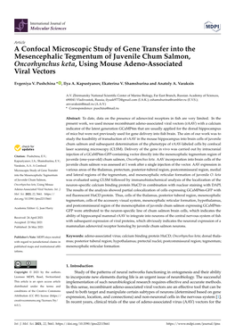 A Confocal Microscopic Study of Gene Transfer Into the Mesencephalic Tegmentum of Juvenile Chum Salmon, Oncorhynchus Keta, Using Mouse Adeno-Associated Viral Vectors