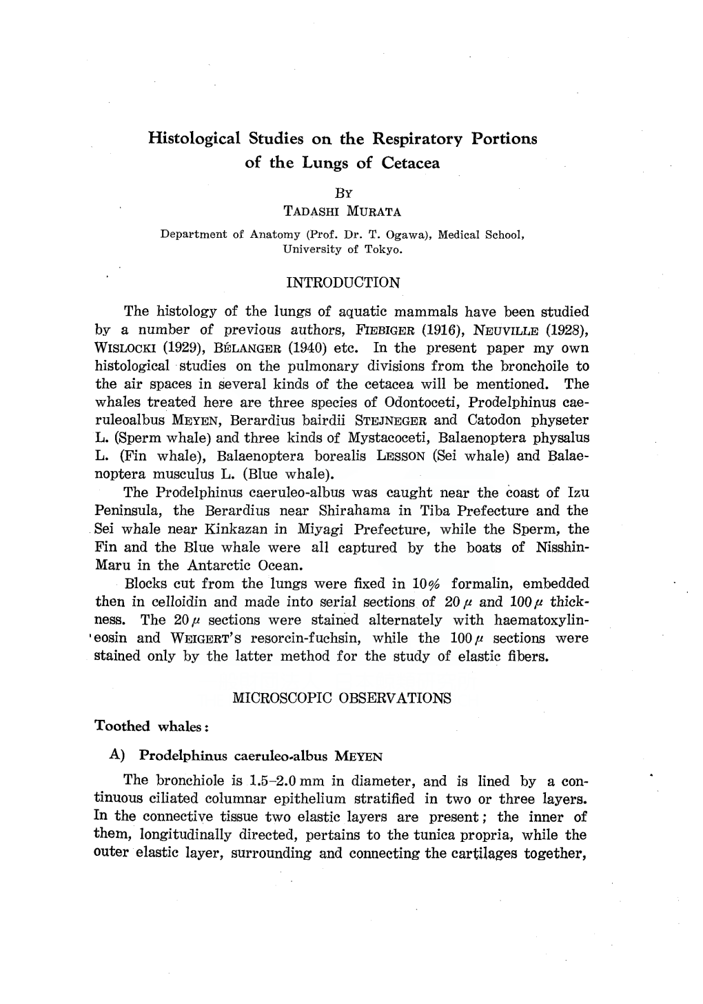 Histological Studies on the Respiratory Portions of the Lungs of Cetacea by TADASHI MURATA Department of Anatomy (Prof