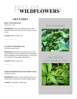 Wildflowerswildflowers