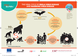 The Viral Cycle of Ebola Virus Disease and Marburg Virus