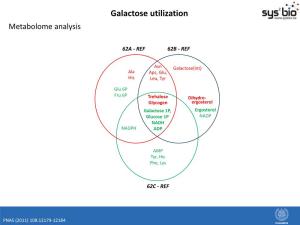 Galactose Utilization Metabolome Analysis