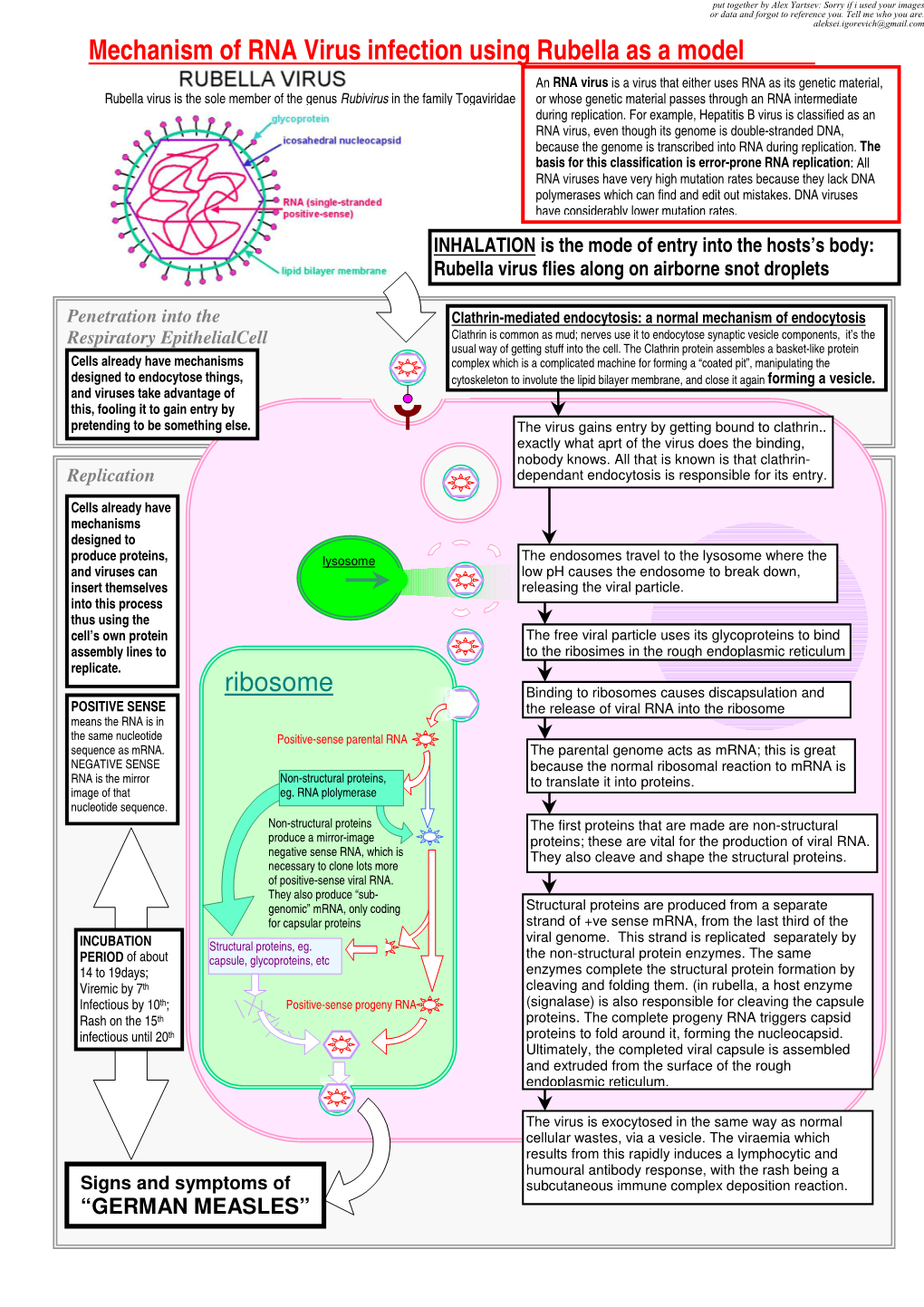 Mechanism of RNA Virus Infection Using Rubella As a Model