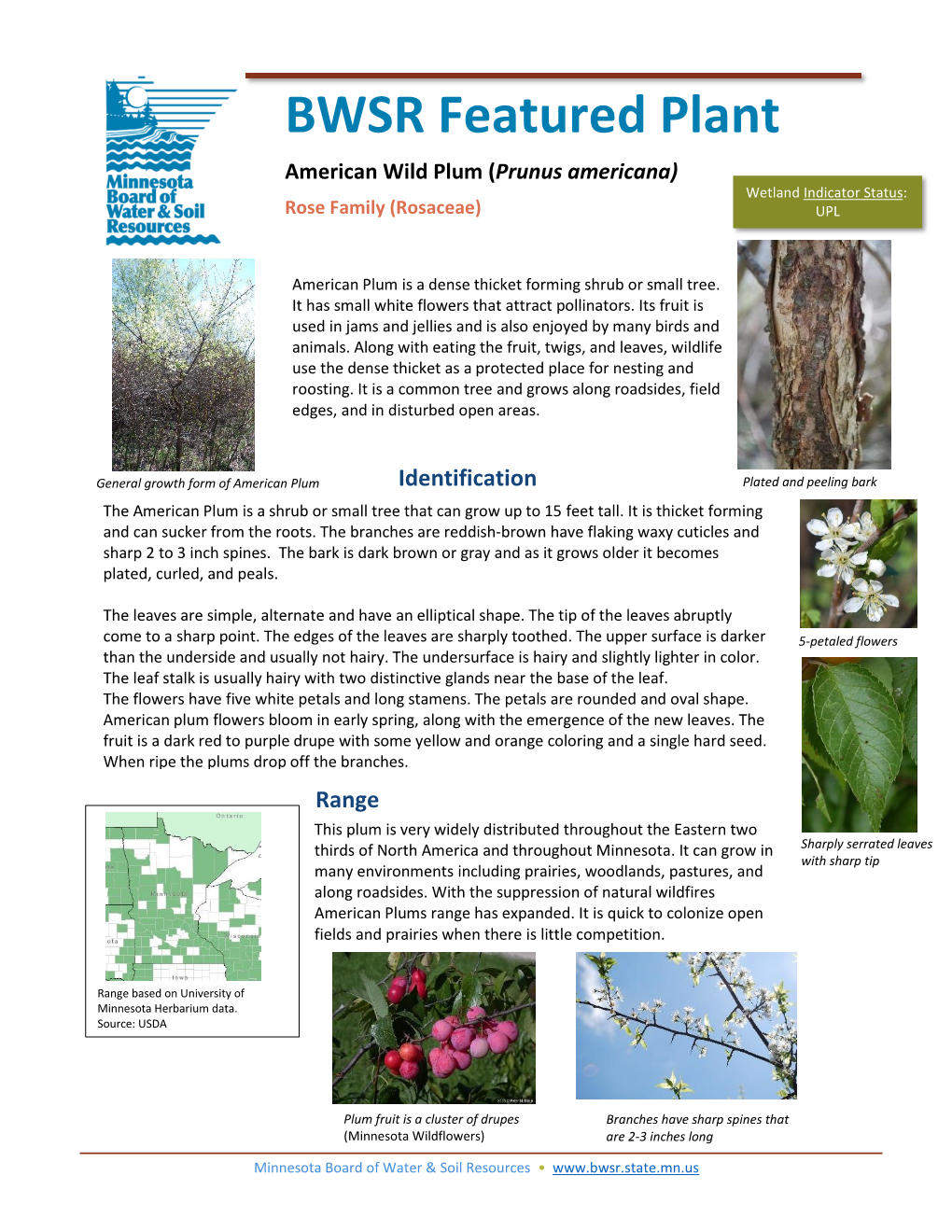 Prunus Americana) Wetland Indicator Status: Rose Family (Rosaceae) UPL