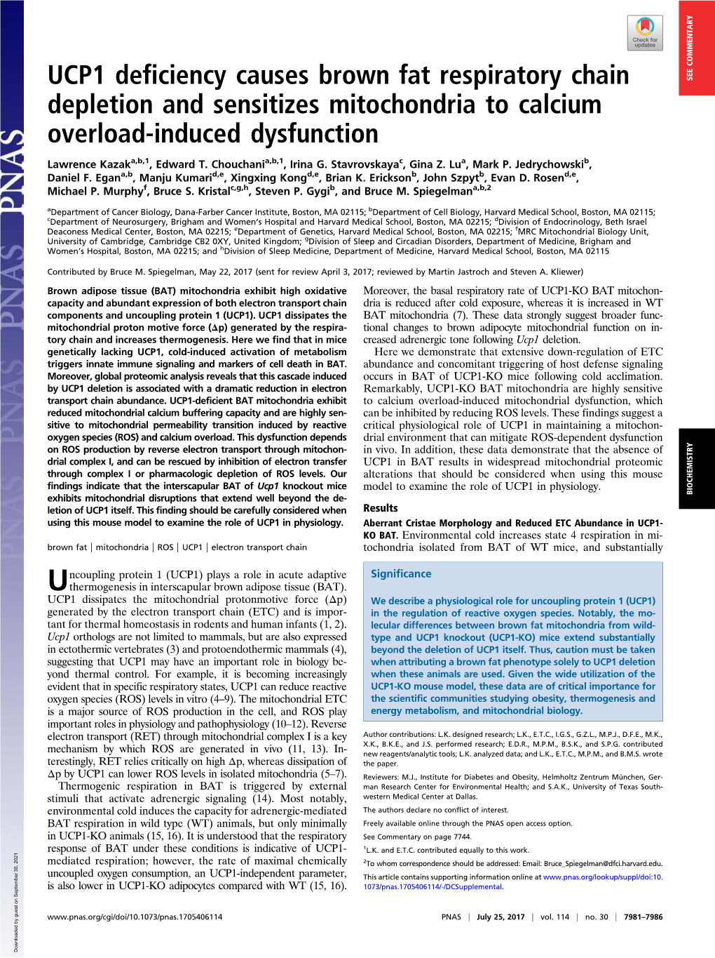 UCP1 Deficiency Causes Brown Fat Respiratory Chain Depletion And