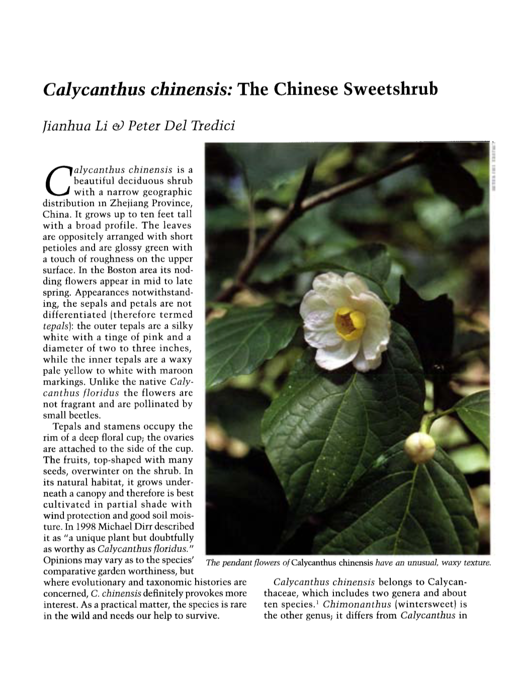 Calycanthus Chinensis: the Chinese Sweetshrub Jianhua Li ~ Peter Del Tredici