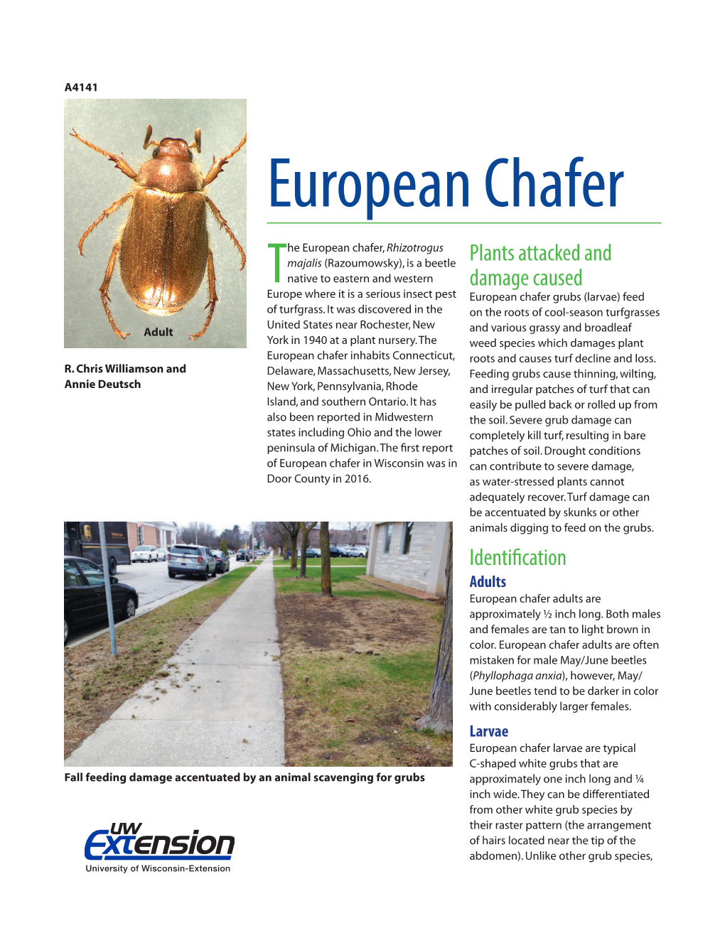 European Chafer