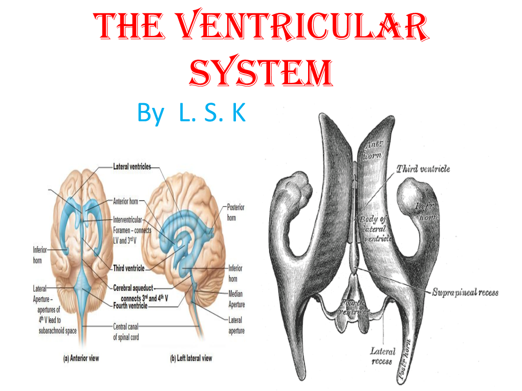 Ventricles of Brain &