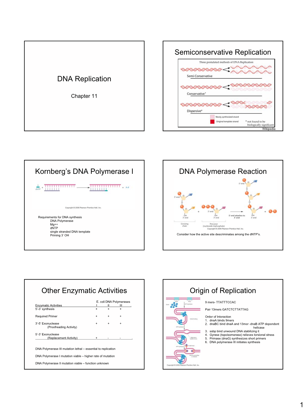 DNA Replication