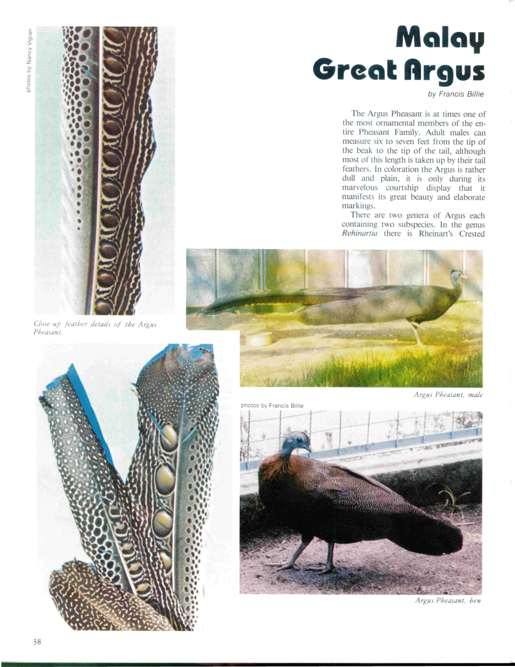 The Argus Pheasant Is at Times One of the Most Ornamental Member of the En­ Tire Pheasant Family