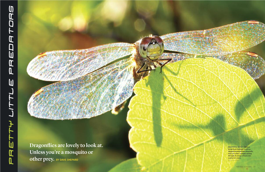 Dragonflies Are Lovely to Look At. Unless You're a Mosquito Or