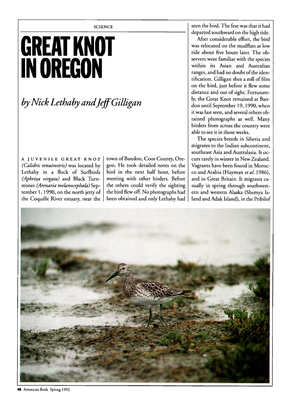 Great Knot in Oregon