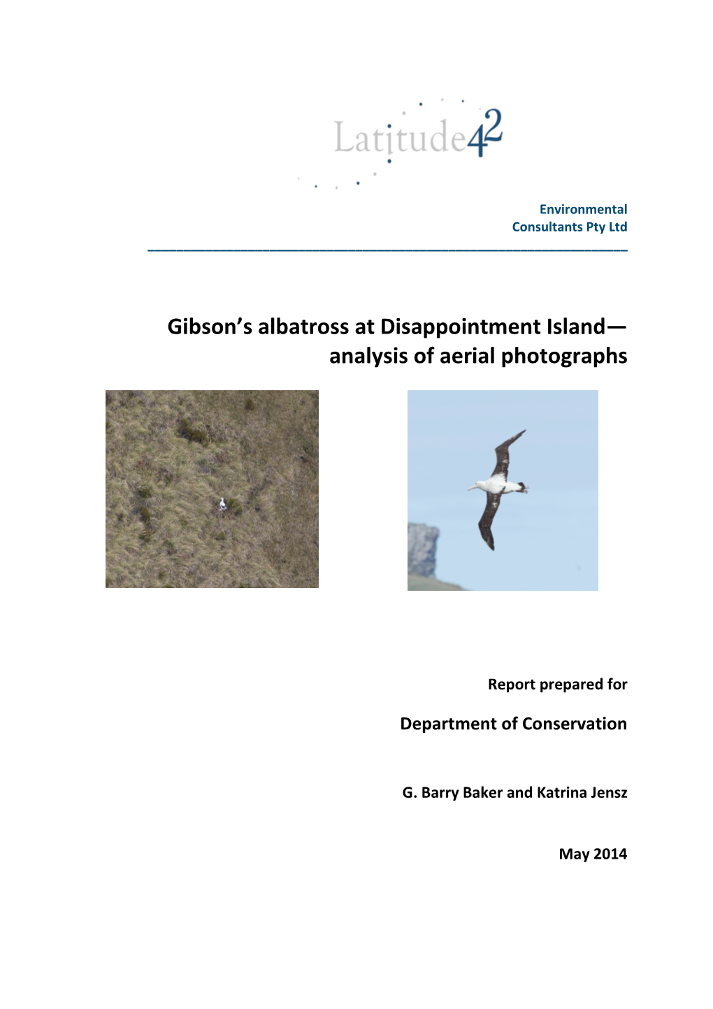 Gibson's Albatross at Disappointment Island
