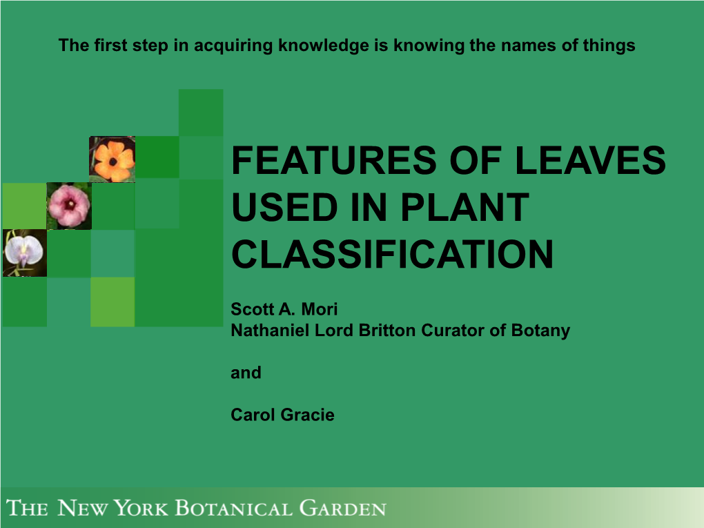 Features of Leaves Used in Plant Classification