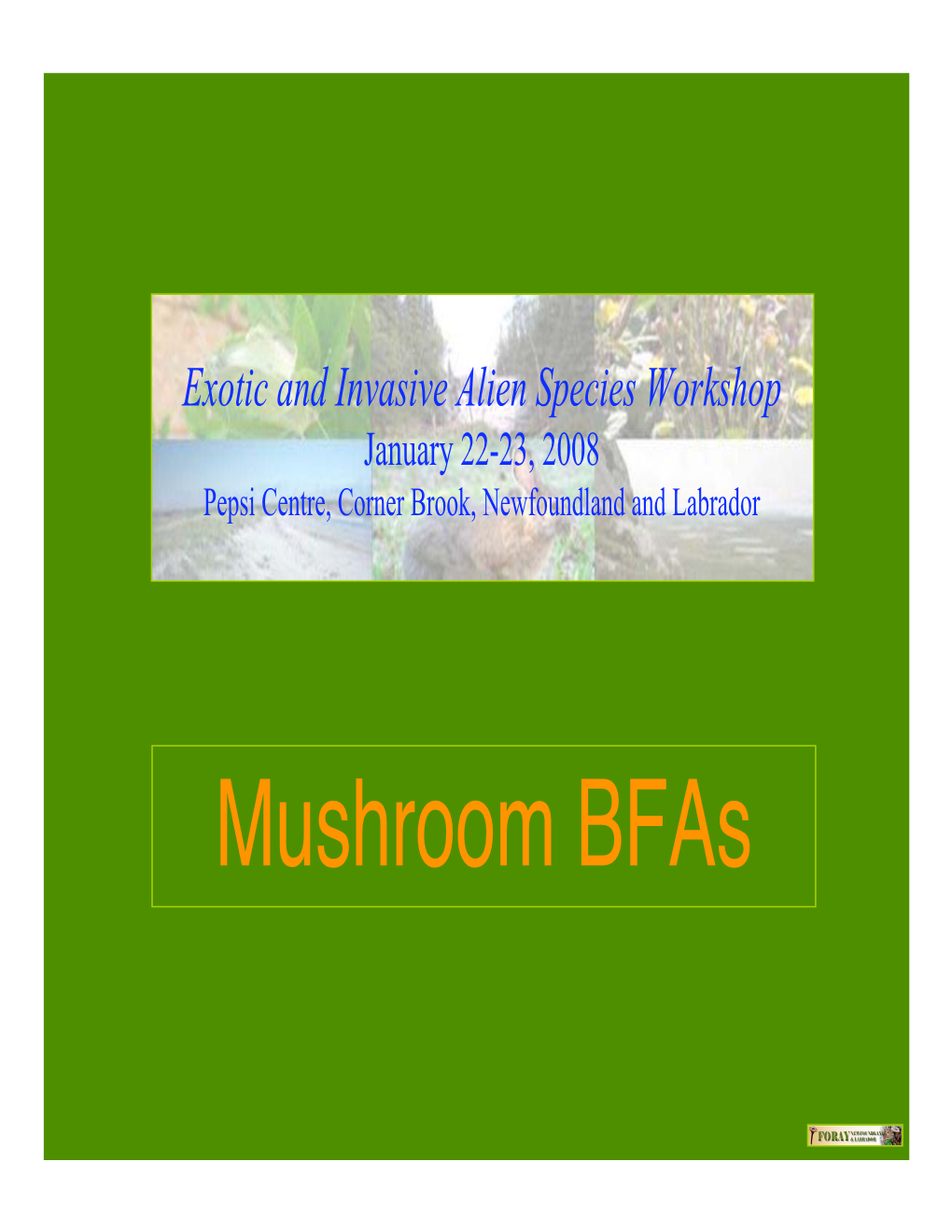 Mushroom Bfas Conocybe Filaris
