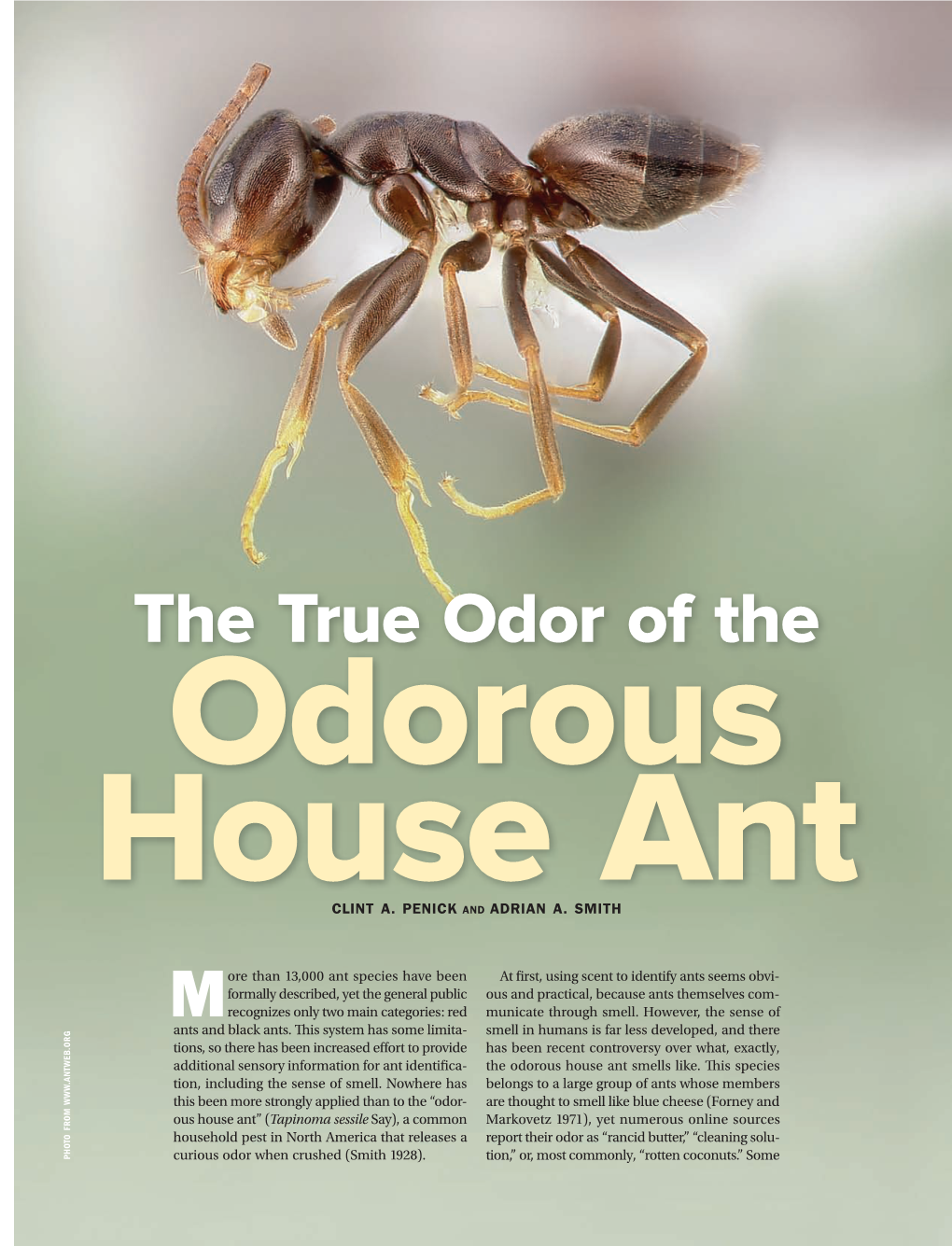 The True Odor of the Odorous House Ant CLINT A