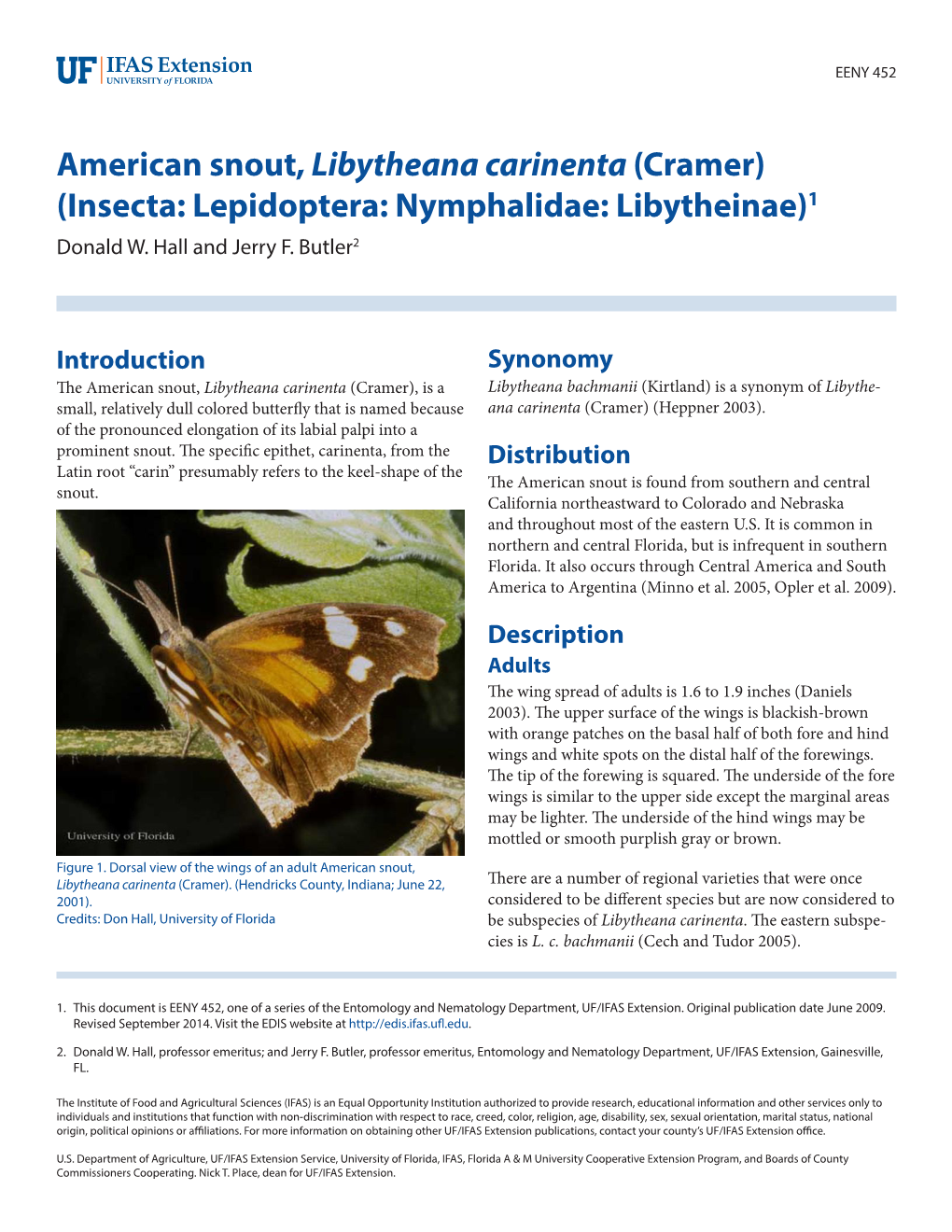 American Snout,Libytheana Carinenta (Cramer)