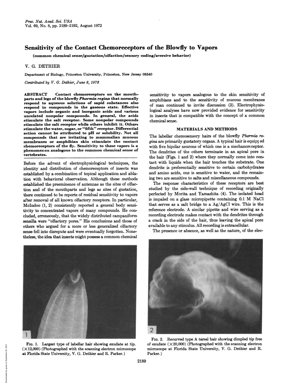 Sensitivity of the Contact Chemoreceptors of the Blowfly to Vapors (Common Chemical Sense/Gustation/Olfaction/Sensory Coding/Aversive Behavior)