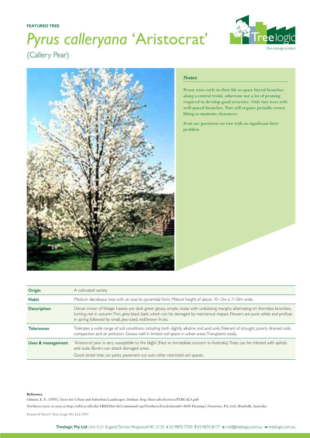 Pyrus Calleryana ‘Aristocrat’ (Callery Pear)