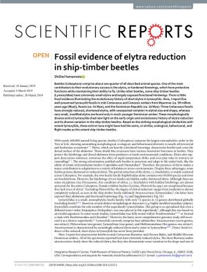 Fossil Evidence of Elytra Reduction in Ship-Timber Beetles Shûhei Yamamoto