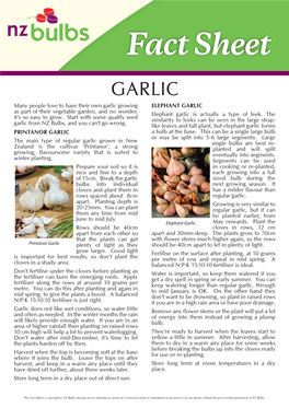 Growing Garlic