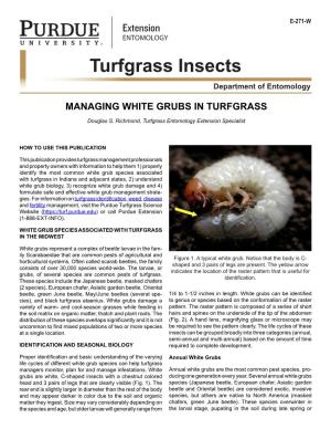 Turfgrass Insects Department of Entomology