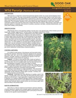 Wild Parsnip (Pastinaca Sativa) Restricted DESCRIPTION