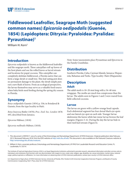 Fiddlewood Leafroller, Seagrape Moth (Suggested Common Names)