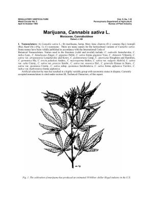Marijuana, Cannabis Sativa L. Moraceae, Cannaboideae Robert J