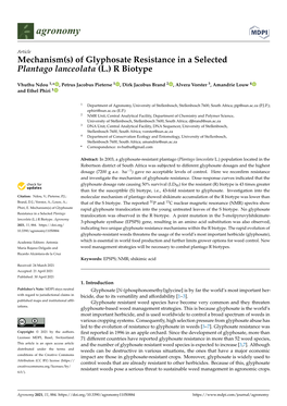 Of Glyphosate Resistance in a Selected Plantago Lanceolata (L.) R Biotype