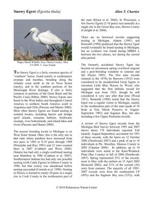Snowy Egret (Egretta Thula) Allen T