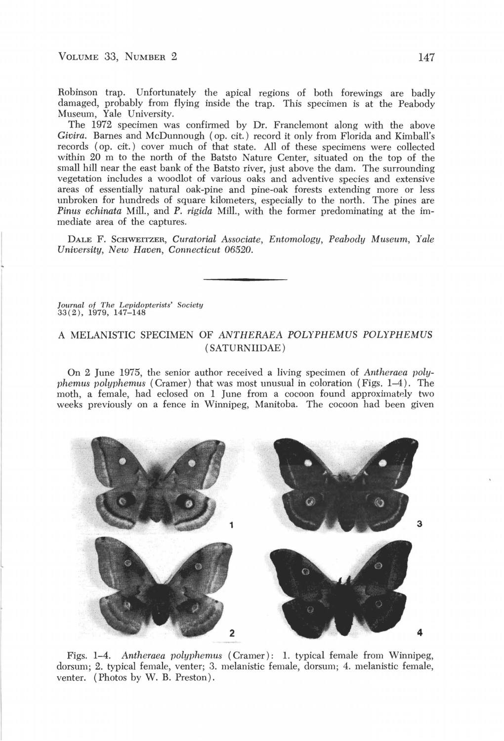 A Melanistic Specimen of Antheraea Polyphemus Polyphemus (Saturniidae)