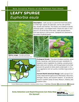LEAFY SPURGE Euphorbia Esula