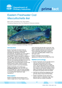 Eastern Freshwater Cod Maccullochella Ikei