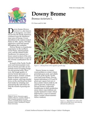 Downy Brome: Bromus Tectorum L