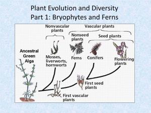 Plant Evolution and Diversity Part 1: Bryophytes and Ferns the Three Domains • Plant-Like Protists Are Autotrophs – They Contain Chloroplasts and Make Their Own Food