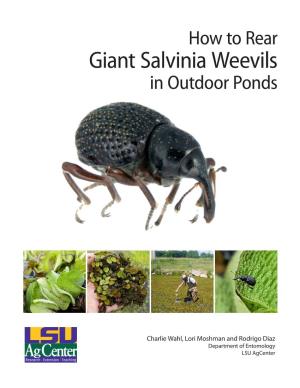 Giant Salvinia Weevils in Outdoor Ponds