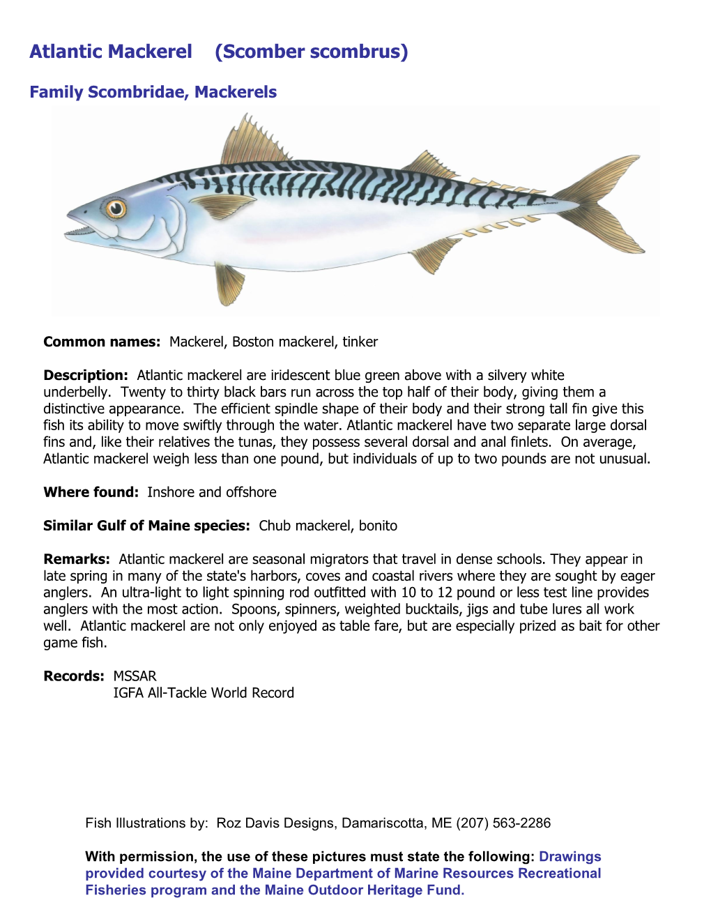 Atlantic Mackerel (Scomber Scombrus)