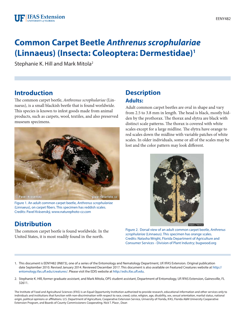 Common Carpet Beetle Anthrenus Scrophulariae (Linnaeus) (Insecta: Coleoptera: Dermestidae)1 Stephanie K