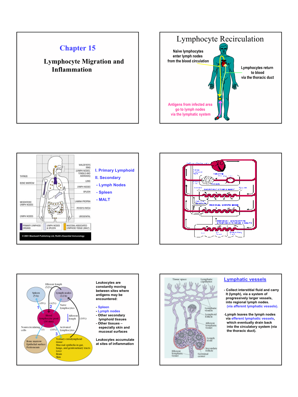 Lymphocyte Recirculation