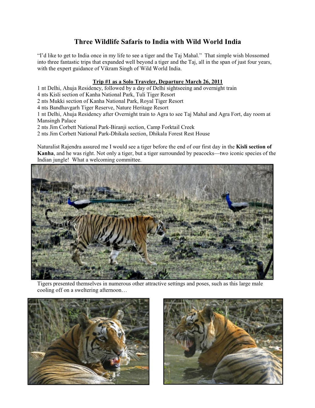 Three Wildlife Safaris to India with Wild World India