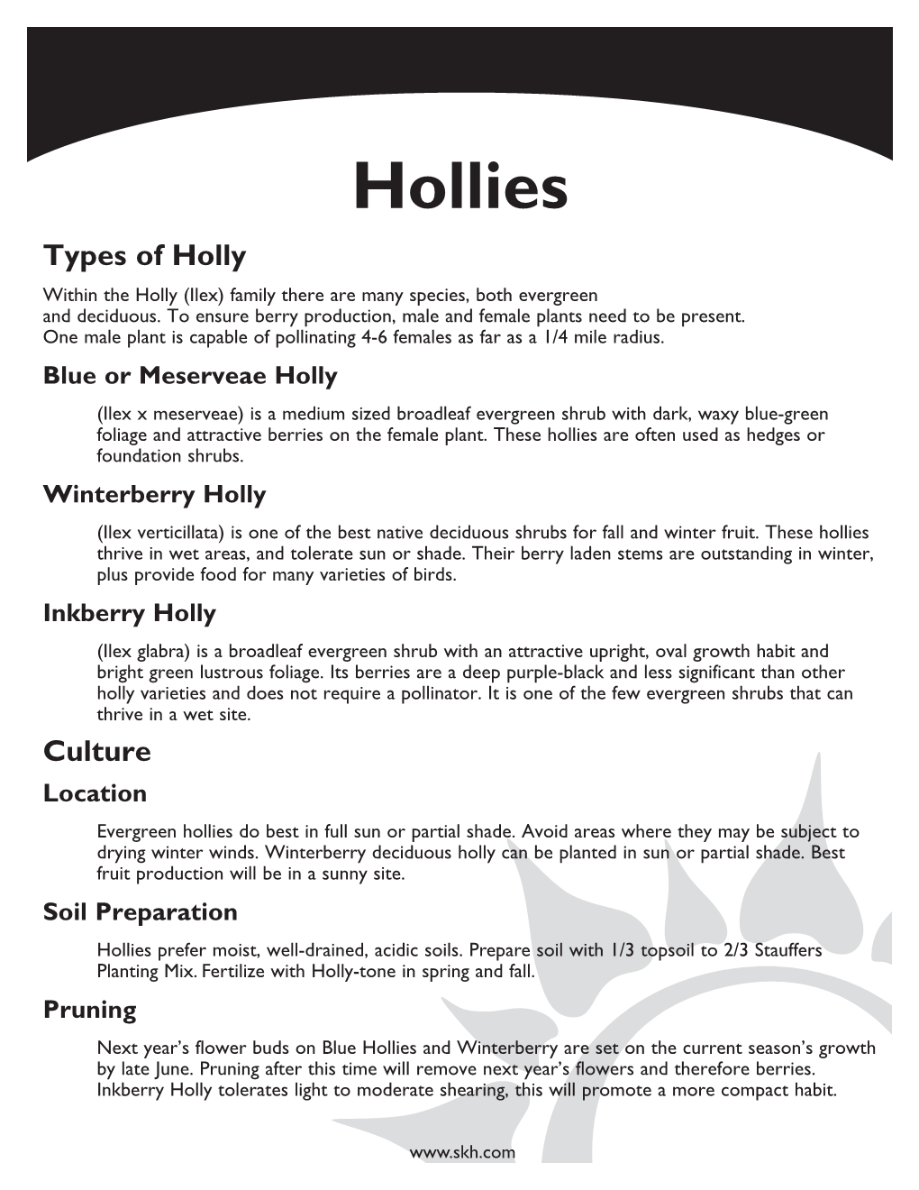 Hollies Types of Holly Within the Holly (Ilex) Family There Are Many Species, Both Evergreen and Deciduous