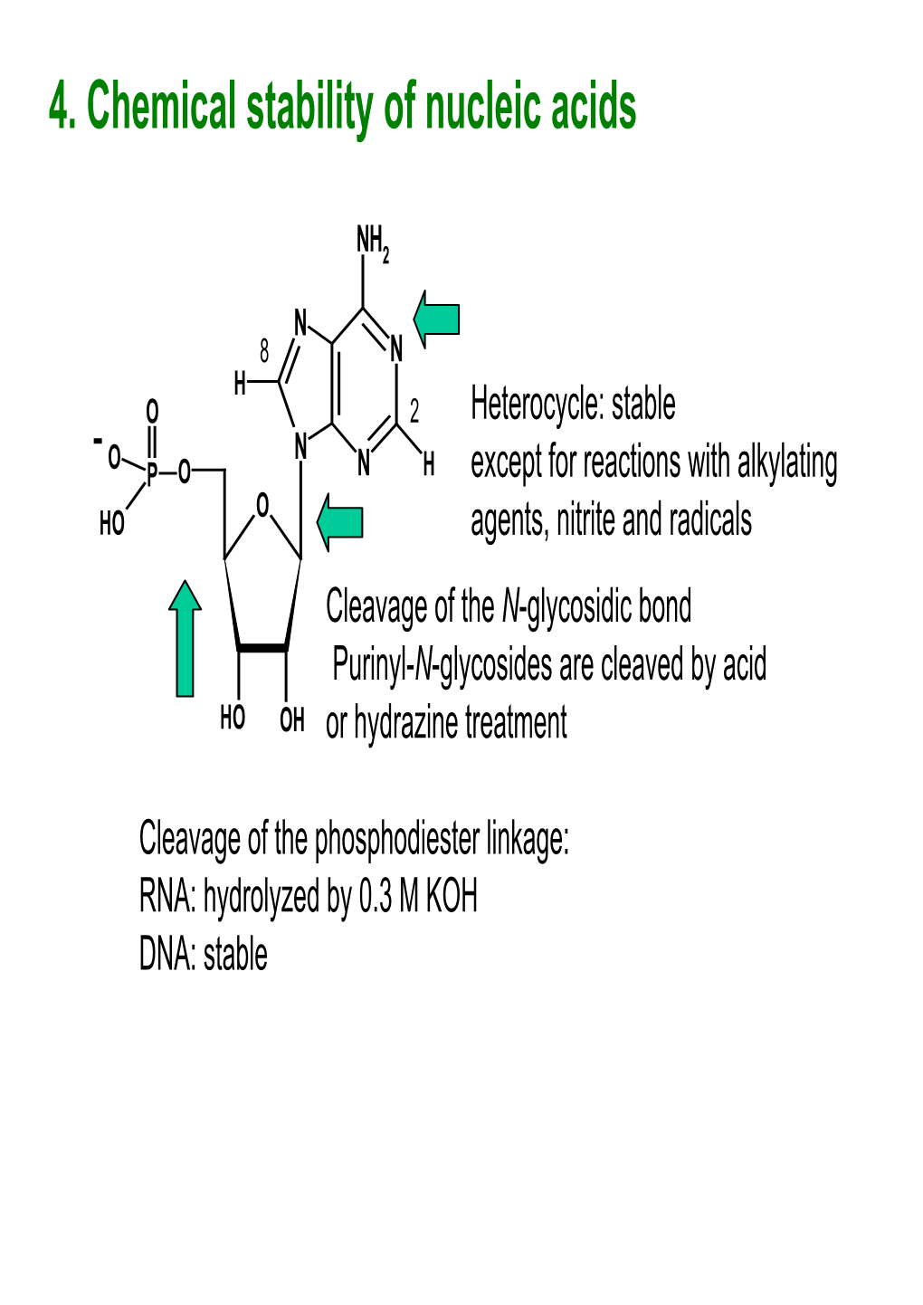 4. Chemical Stability of Nucleic Acids