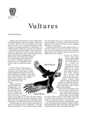 Vultures by Chuck Fergus