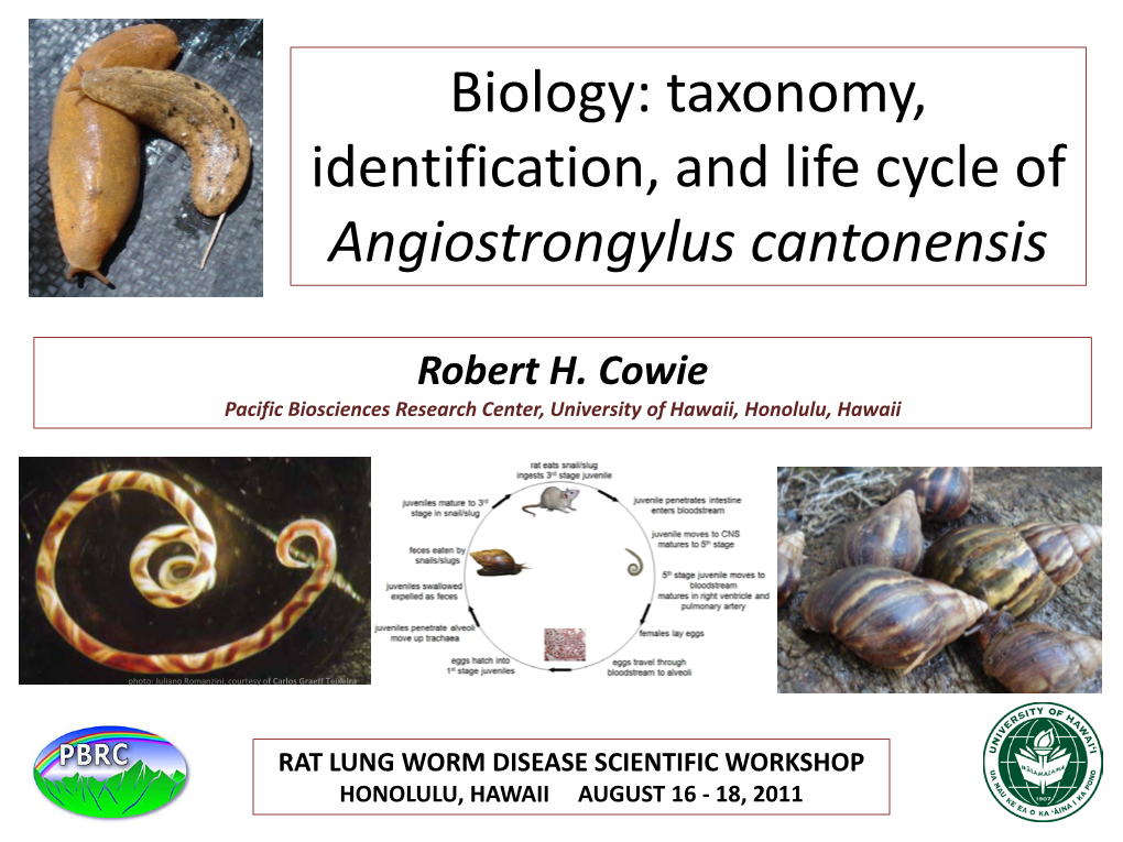 Biology: Taxonomy, Identification, and Life Cycle of Angiostrongylus Cantonensis