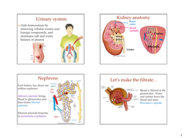 Urinary System Kidney Anatomy Nephrons Let's Make the Filtrate