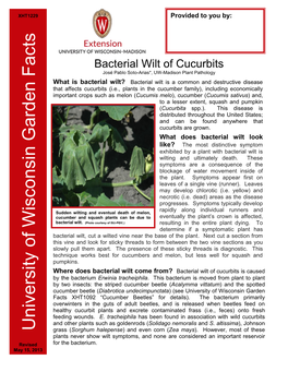 Bacterial Wilt of Cucurbits José Pablo Soto-Arias*, UW-Madison Plant Pathology