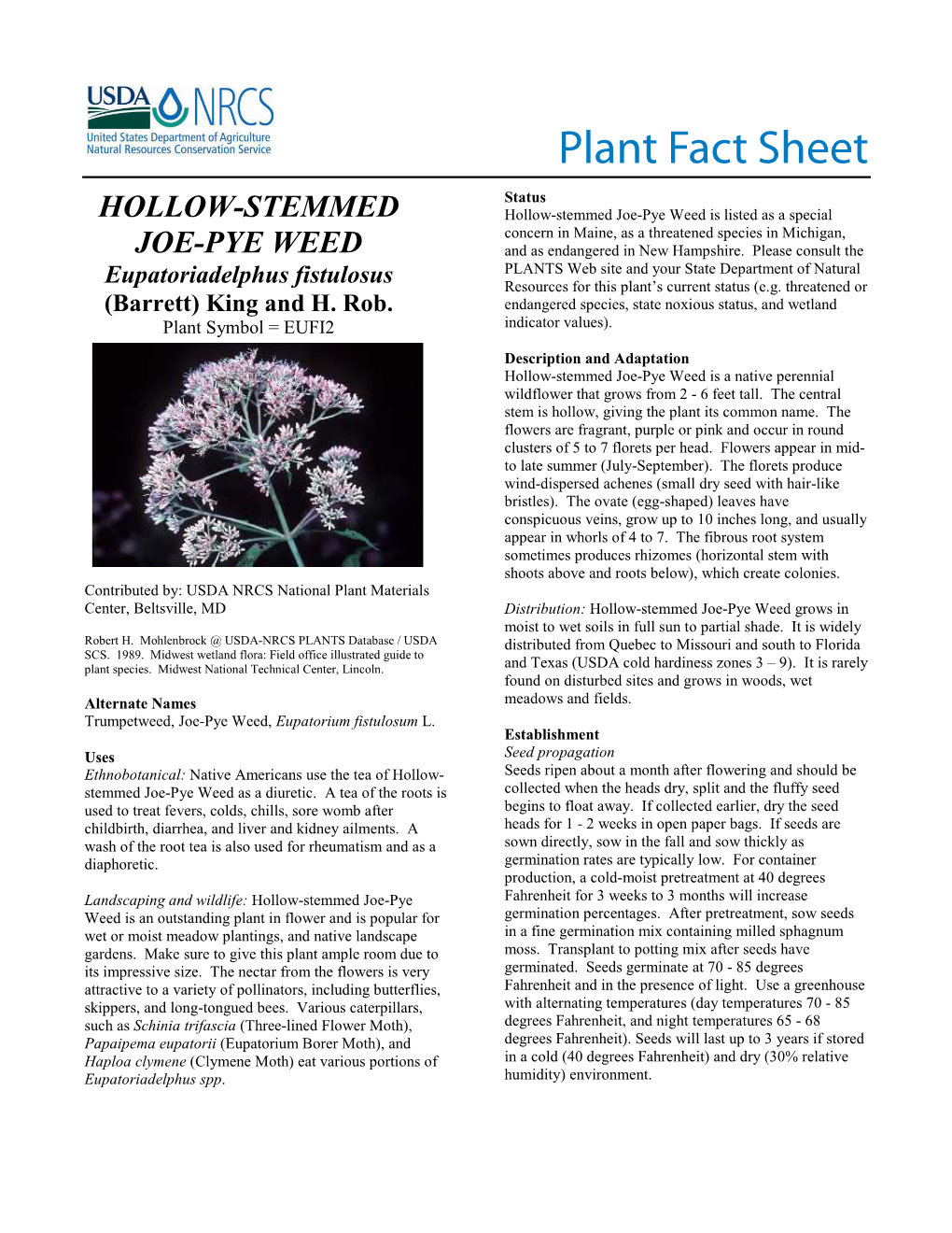 Hollow-Stemmed Joe-Pye Weed (Eupatoriadelphus Fistulosus) Plant