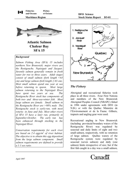 Atlantic Salmon Chaleur Bay SFA 15