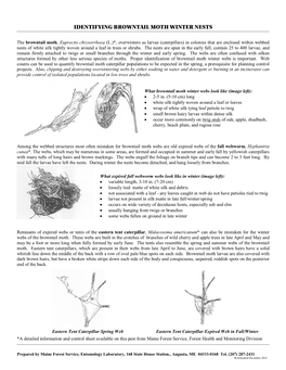 Identifying Browntail Moth Winter Nests